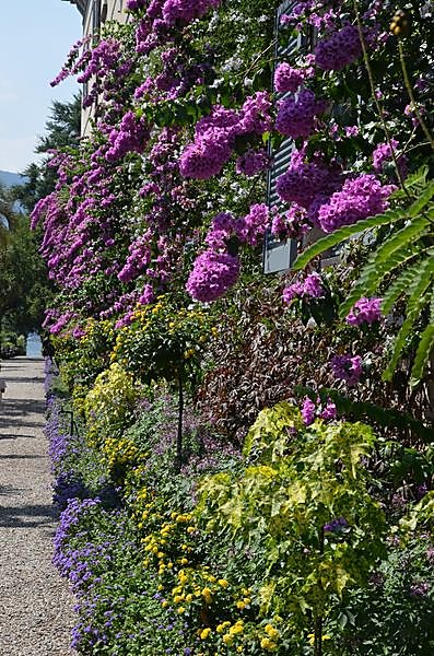 bougainvilier-isola-madre.JPG