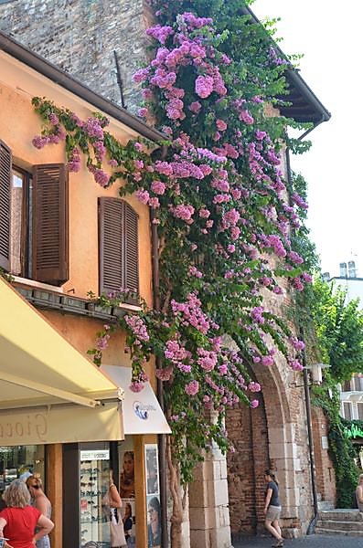 sirmione-bougainvillers.JPG